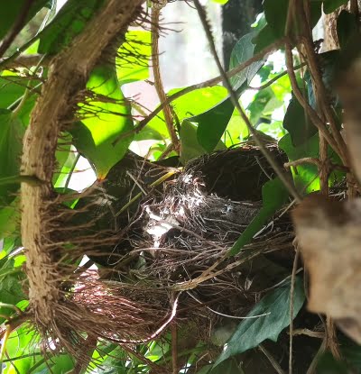blackbird nest