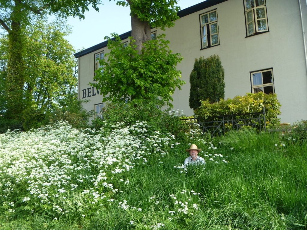 Urban Rewilding Examples How the Pandemic Shaped the Rewilding of Urban Gardens | Urban Wild Garden